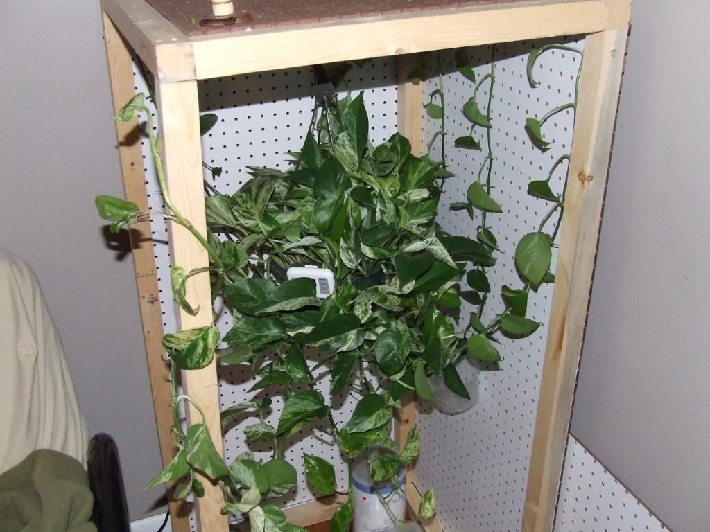 cagebuild021.jpg