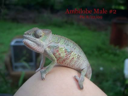 male2-2.jpg