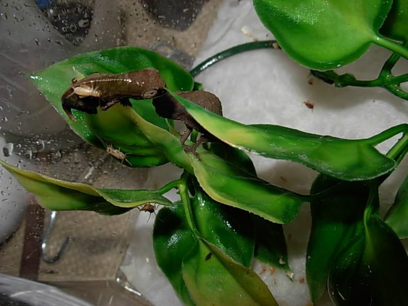DSCN4473.jpg