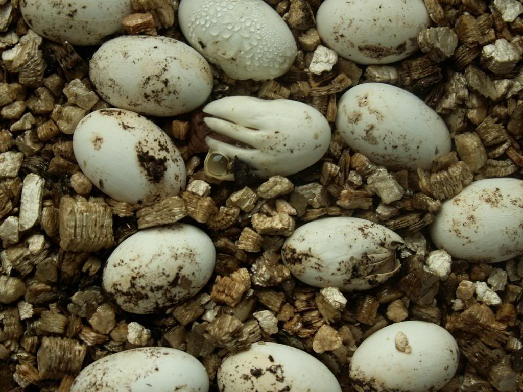 2007eggs.jpg
