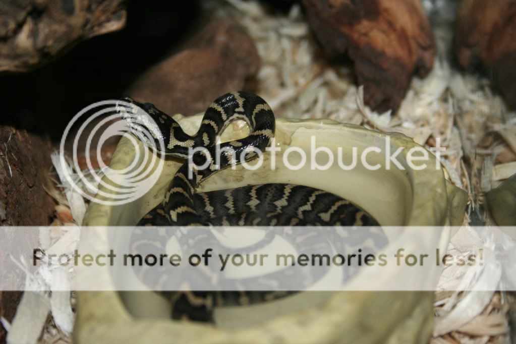 Boa and retic - general for sale - by owner - craigslist