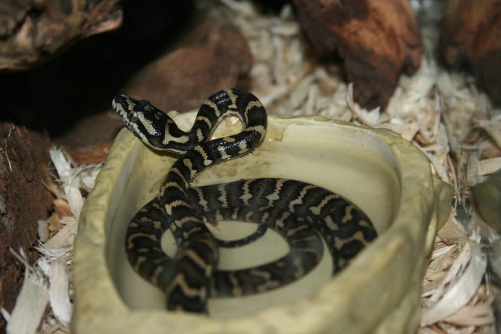 Boa and retic - general for sale - by owner - craigslist