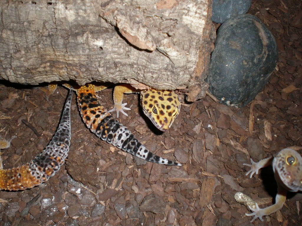 BabyChameleons10.jpg