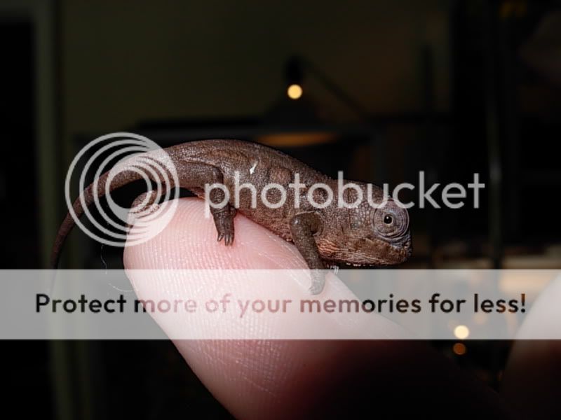 DSCN4536.jpg