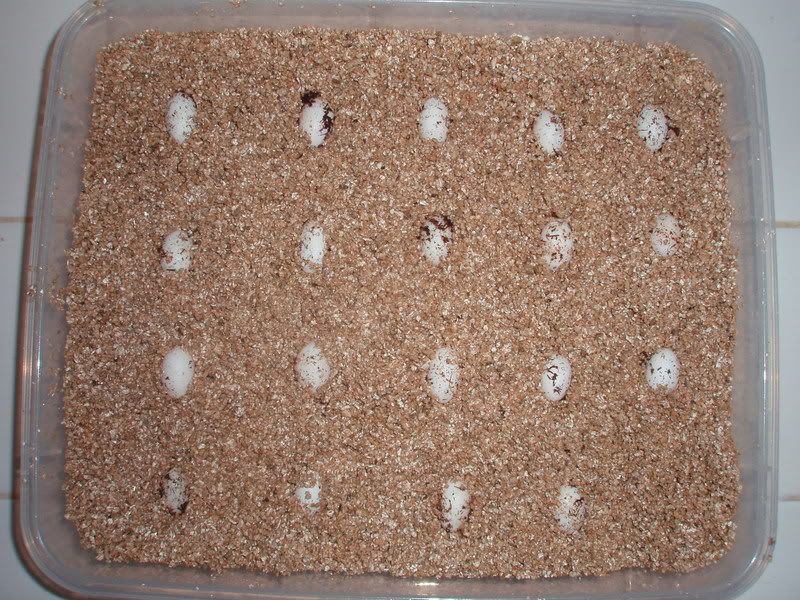 Eggs004.jpg
