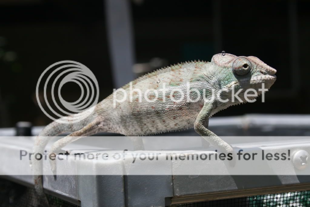 falybabies017.jpg