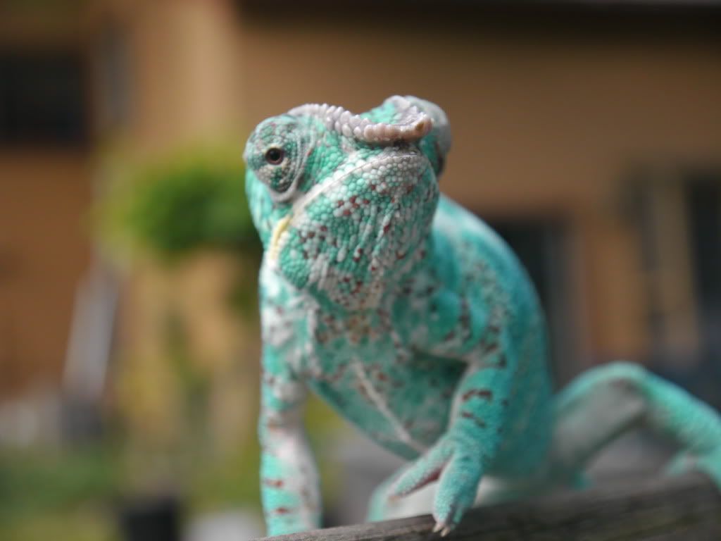 _1070096.jpg