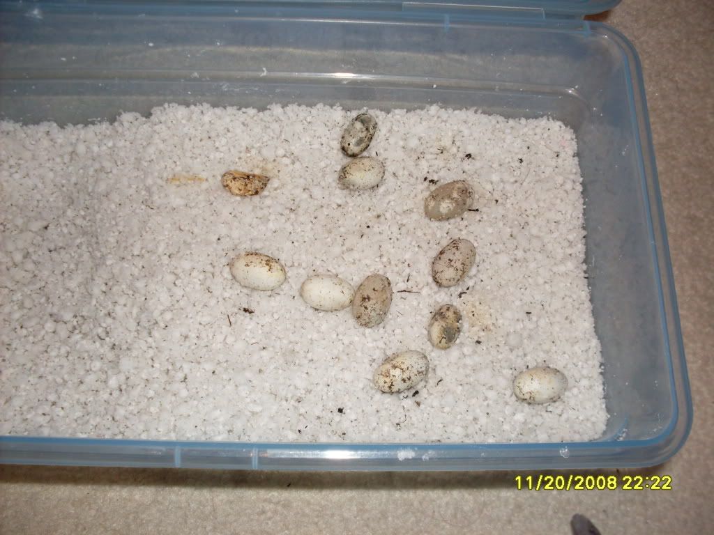 SDC10148.jpg