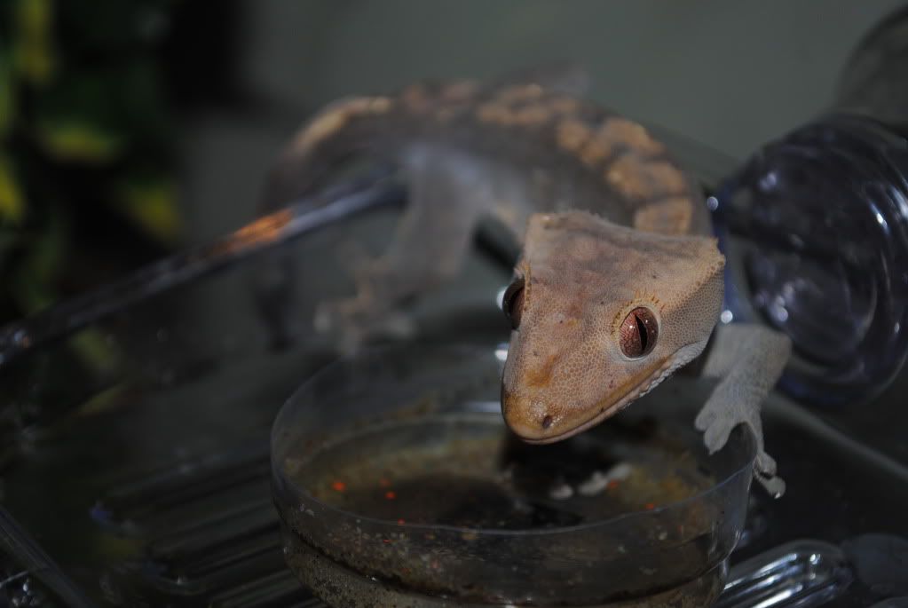 DSC_0041.jpg
