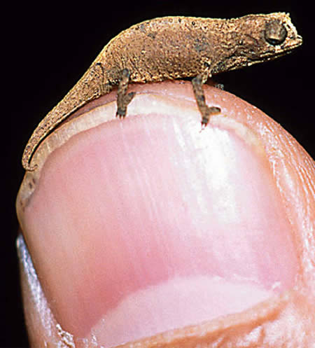 The-World-039-s-10-Smallest-Animals-2.jpg