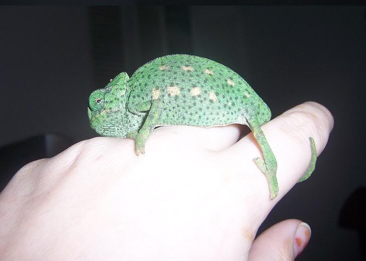 cham004.jpg
