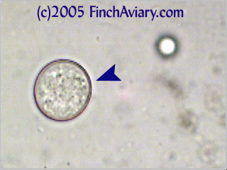 Coccidia2Lg.jpg