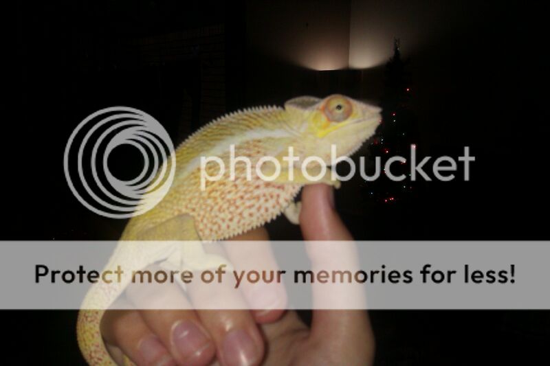IMG-20121208-WA0006_zpsfc43fb44.jpg