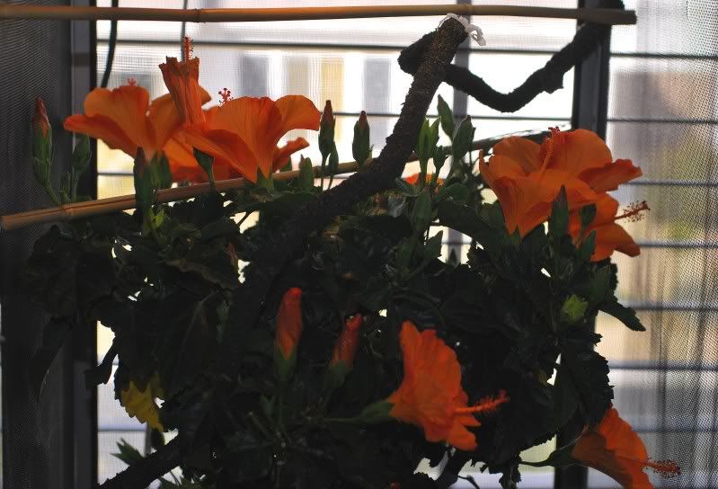 hibiscus.jpg