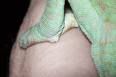chameleon-1.jpg
