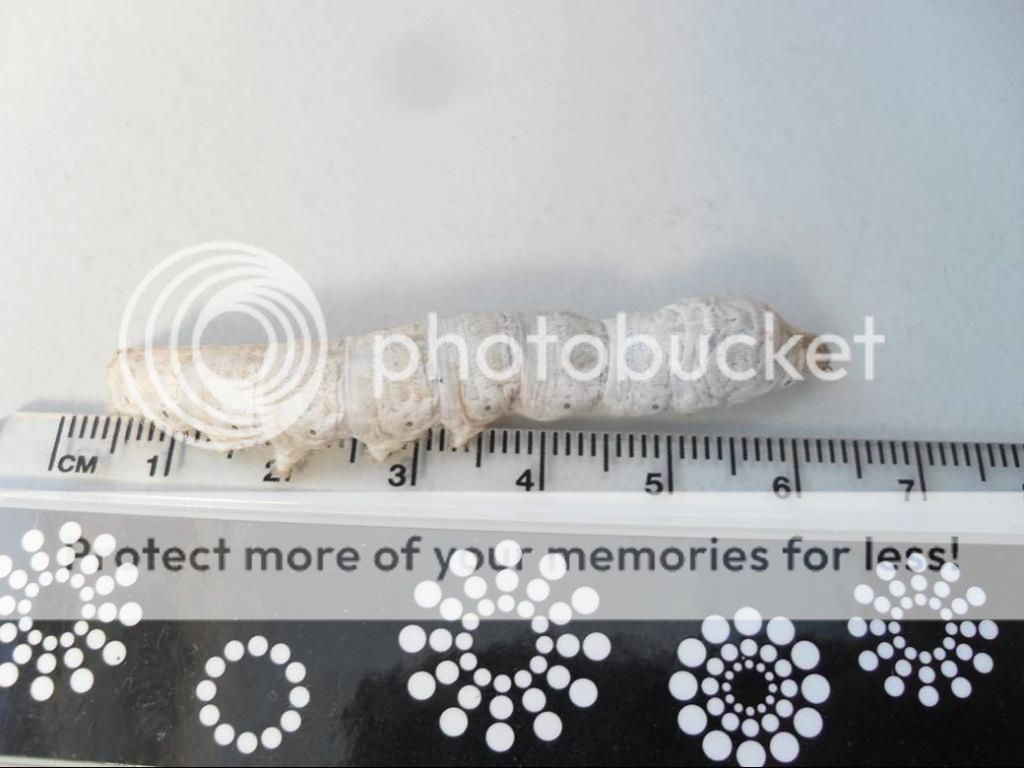 Silkworm_zps84823cc4.jpg