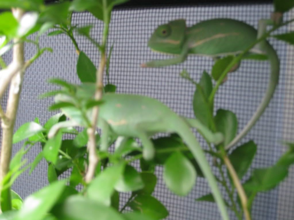 chameleons015.jpg