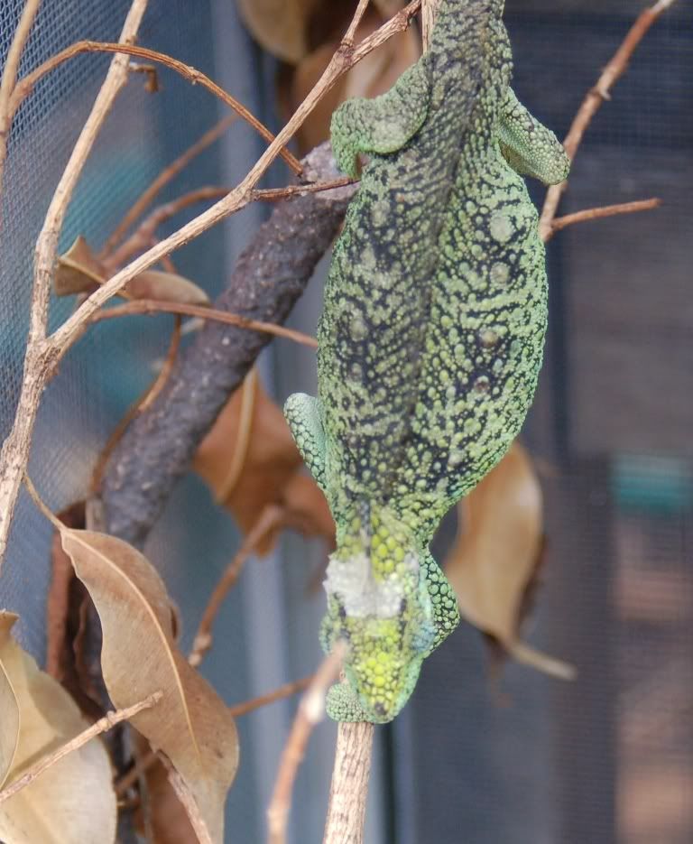 DSC_0452.jpg