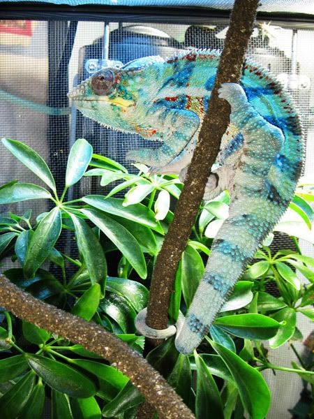 chameleon.jpg