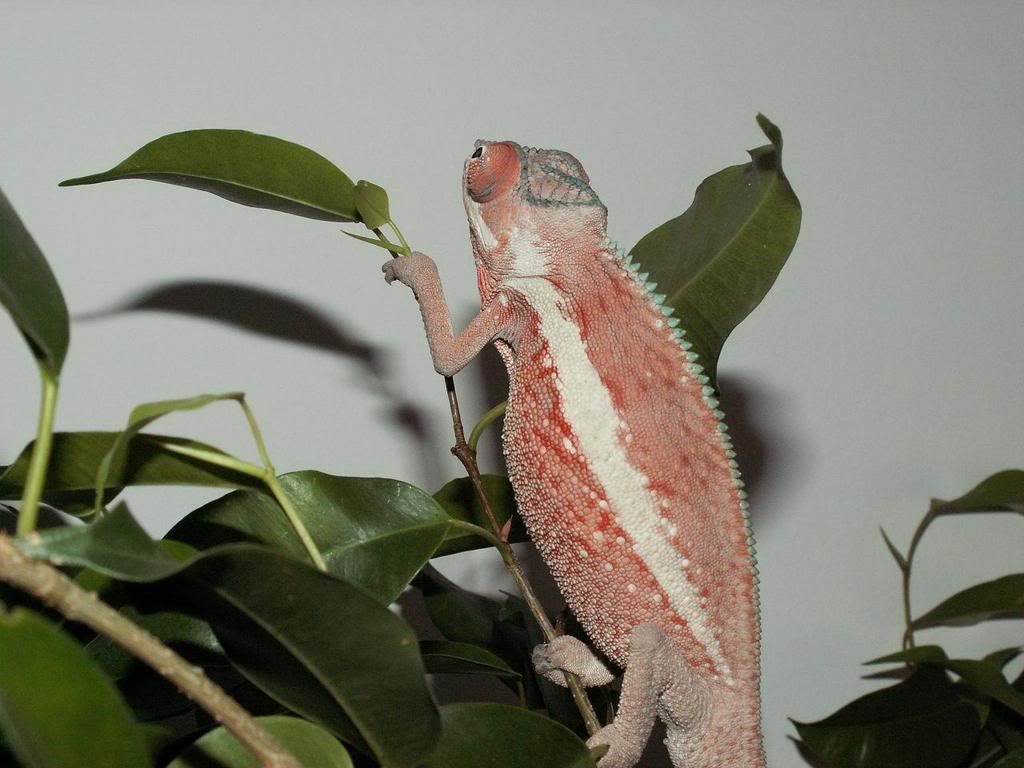 pinkmale13.jpg