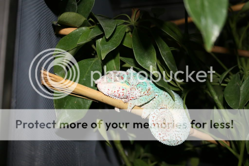 eospics9-19-09004-1.jpg