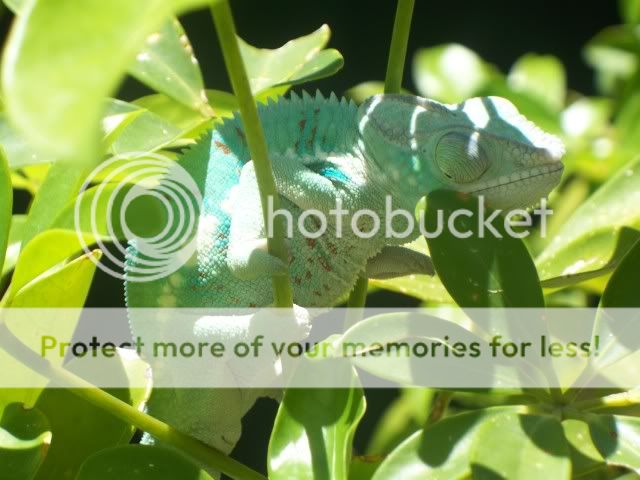 KokakCamerapics2010136.jpg