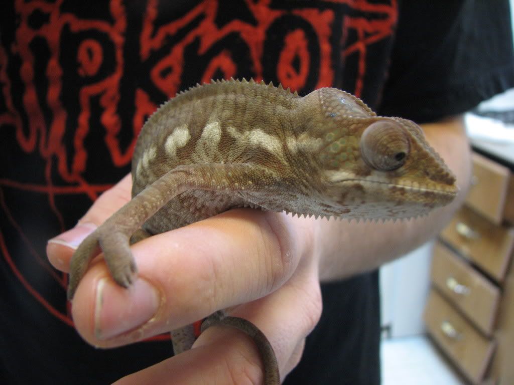 ambilobepantherchameleon02.jpg