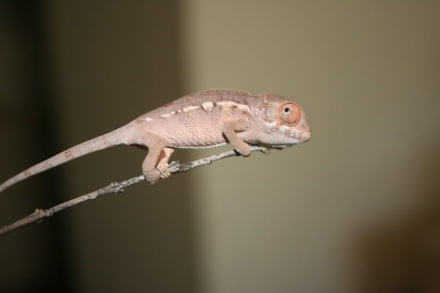 Pantherchameleons001.jpg