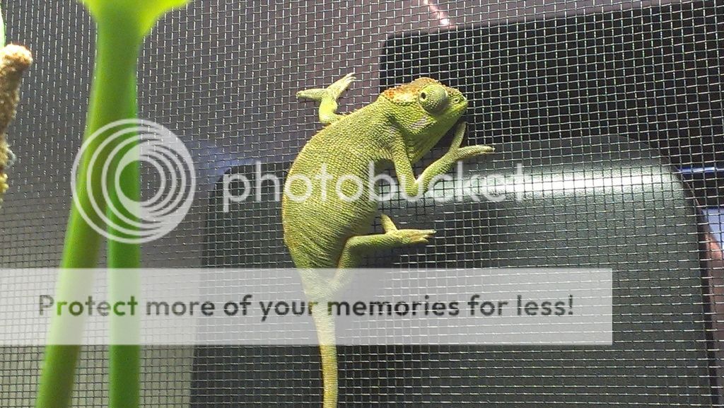 IMAG2521.jpg