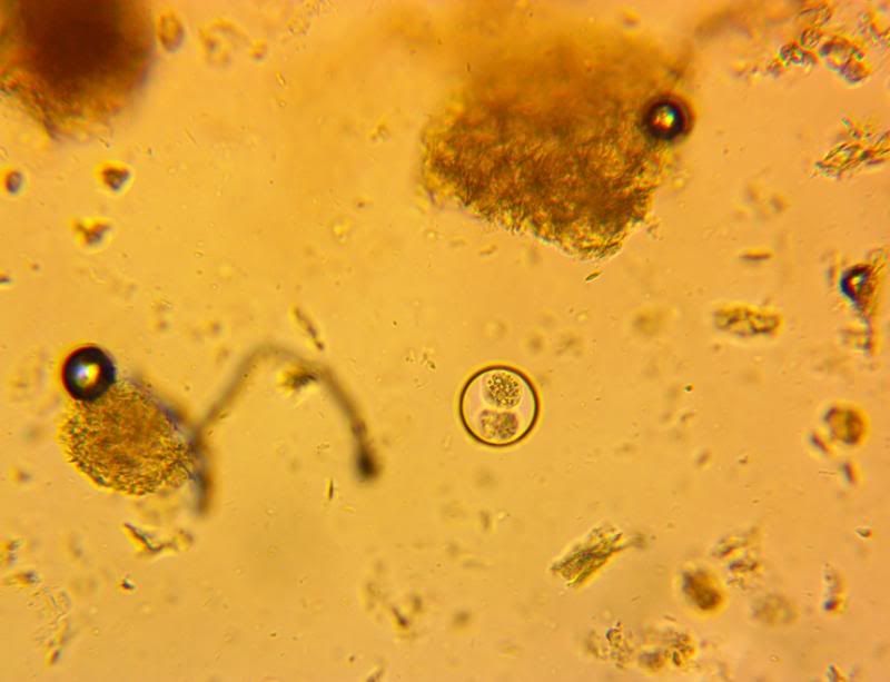 Coccidia.jpg