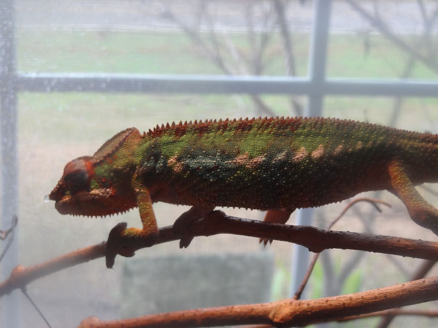 Chameleon073_zps49b8fdfe.jpg