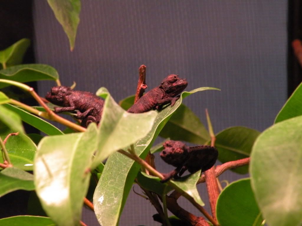 DSCN7824.jpg