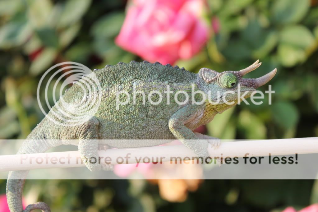 trijacksonii039.jpg