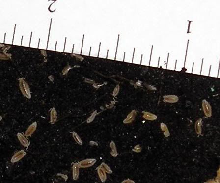 Isopods.jpg
