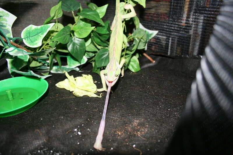 chameleon_eating010.jpg