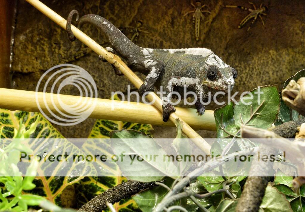 image_zps4710984b.jpg