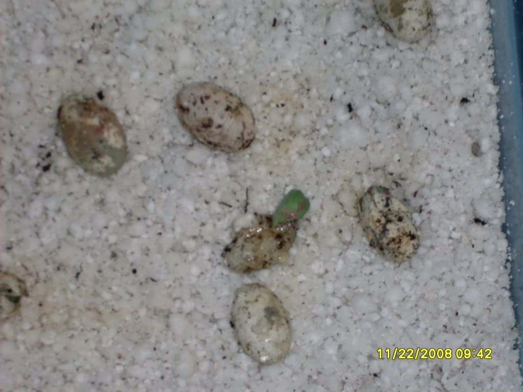 SDC10154.jpg