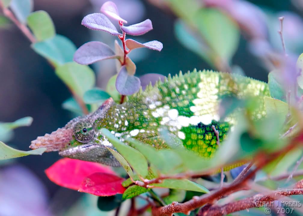 _DSC0899.jpg