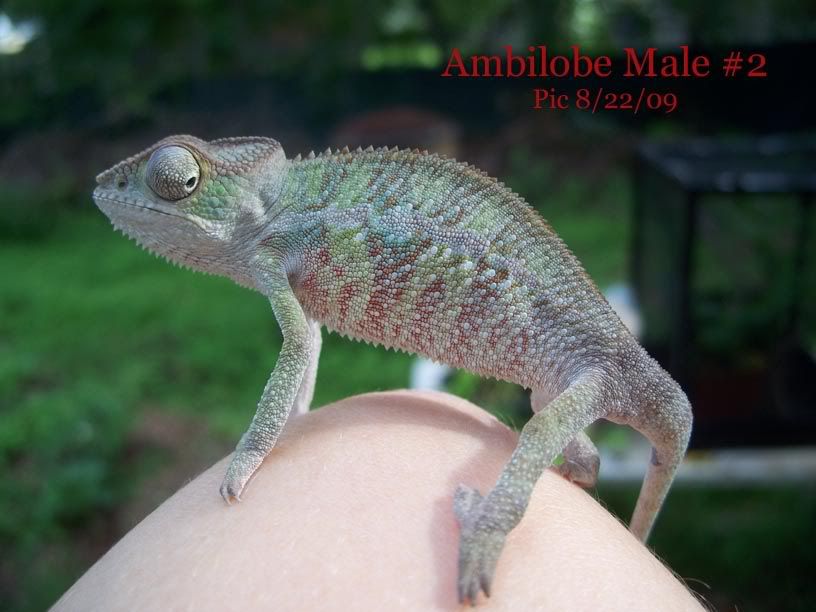 Male2copy.jpg