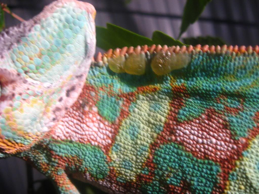 animals577.jpg