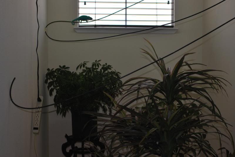 plants.jpg