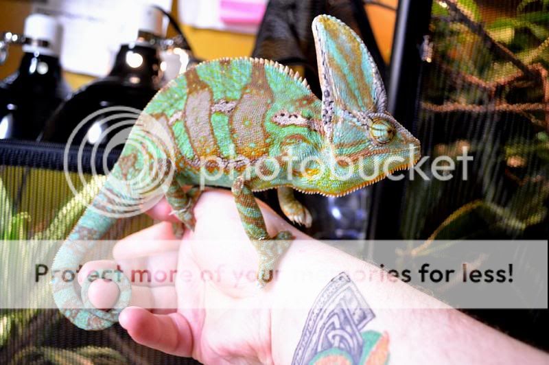 Csc_0041.jpg