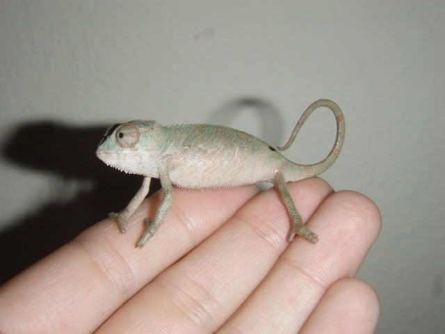 MyChameleons196.jpg