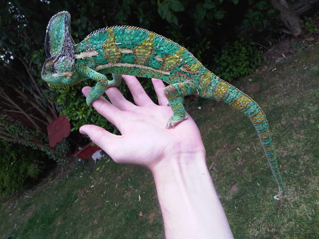 IMG00943-20110802-1314.jpg