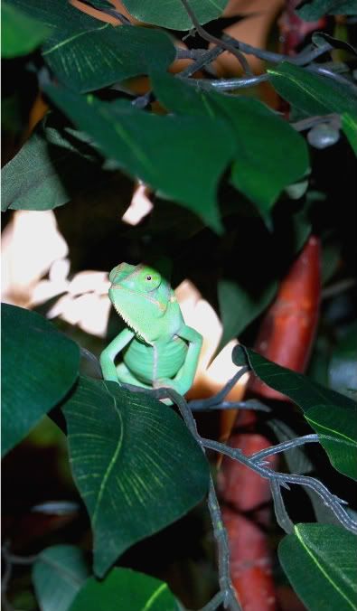 Rango009-3-1.jpg