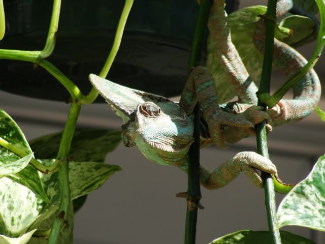 DSC01408.jpg