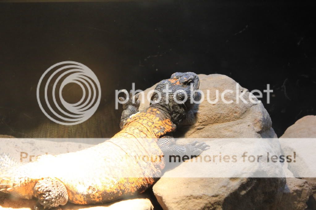 Dayattheftworthzoo085.jpg