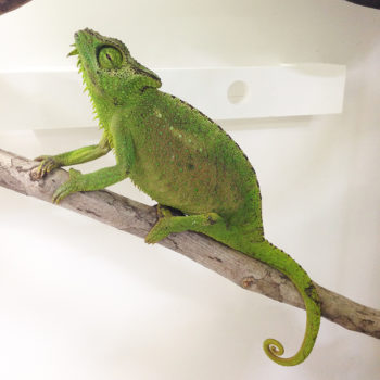 chameleon with its nose in the air