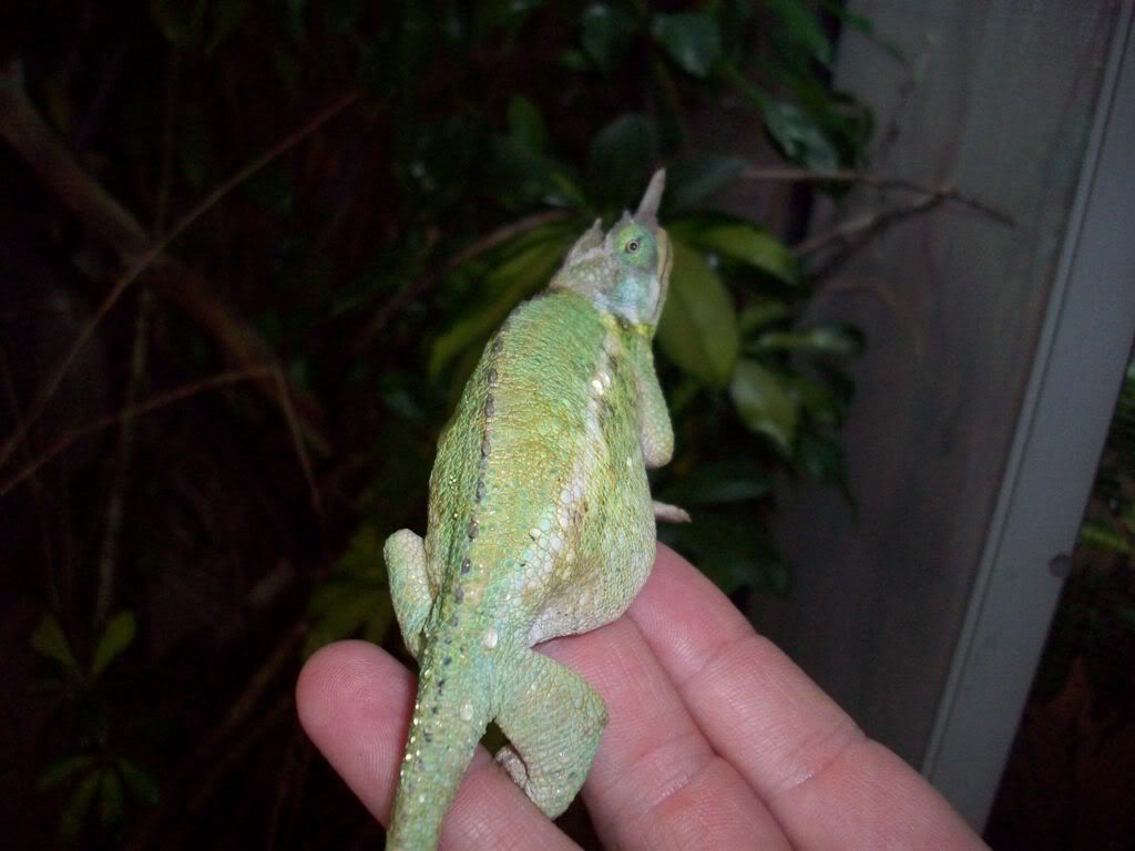 100_0903a.jpg