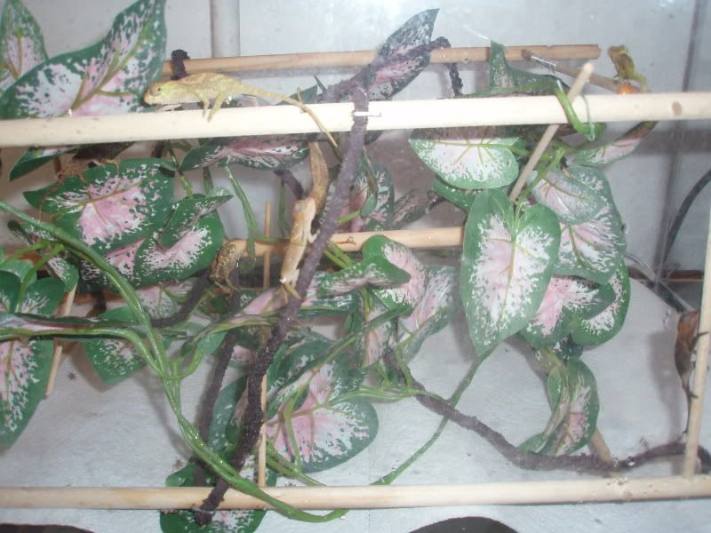 QuadBabies039.jpg